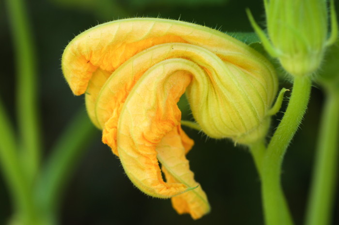 Squash Flower