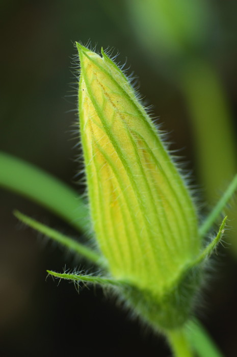 Squash Flower Bud