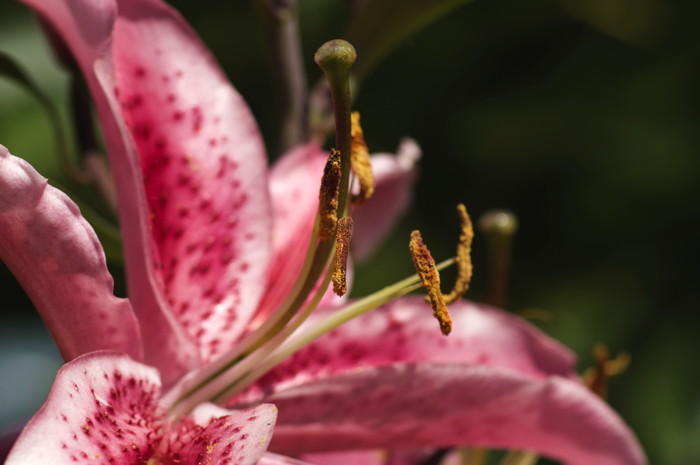 Pink Flower