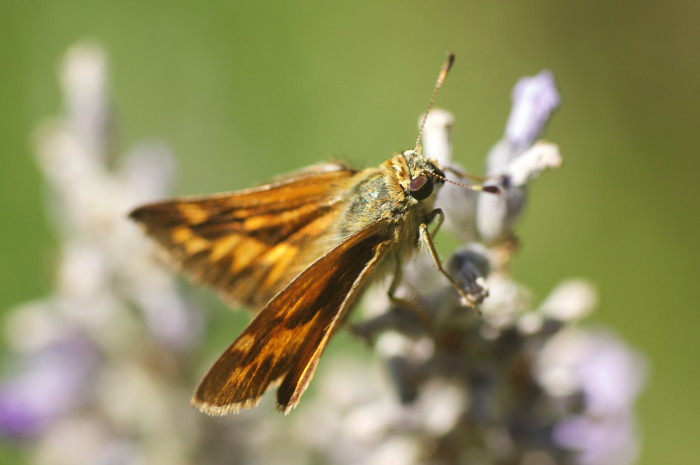 Skipper