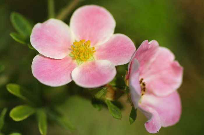 Pink Flowers