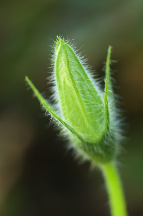 Squash Flower Bud