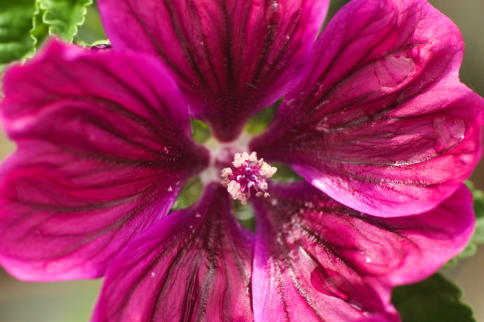 Pink Flower