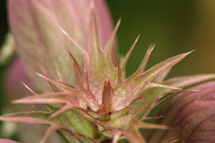 Spiky Plant