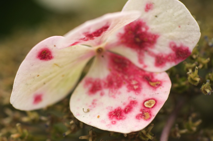 Pink Flower