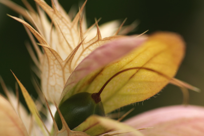 Spiky Plant