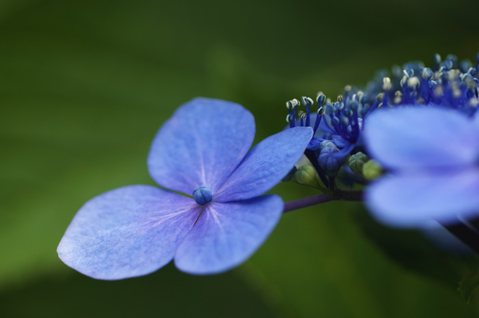 Blue Flower