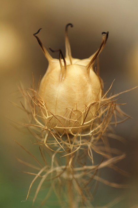 Spiky Plant