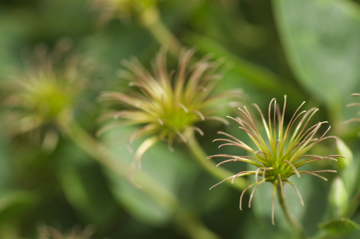 Flower Stamens