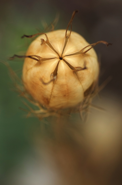 Spiky Plant