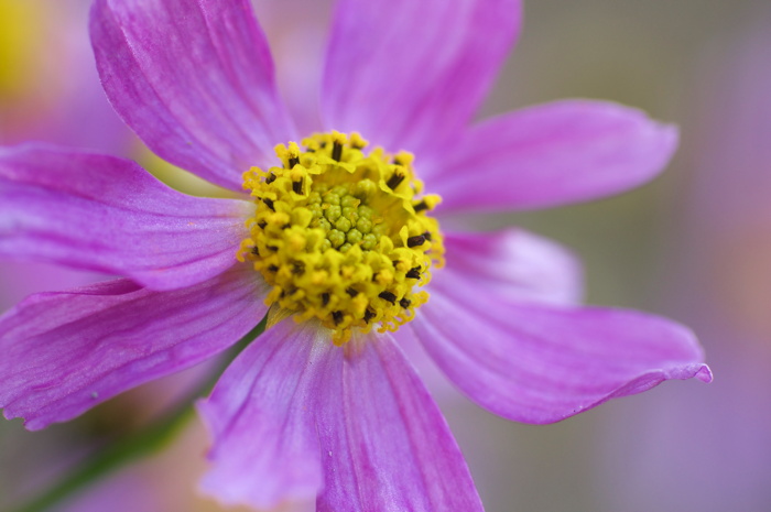 Pink Flower