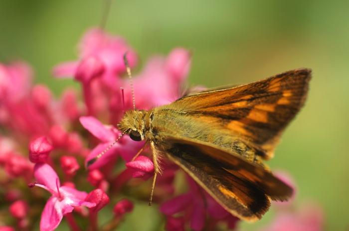 Skipper