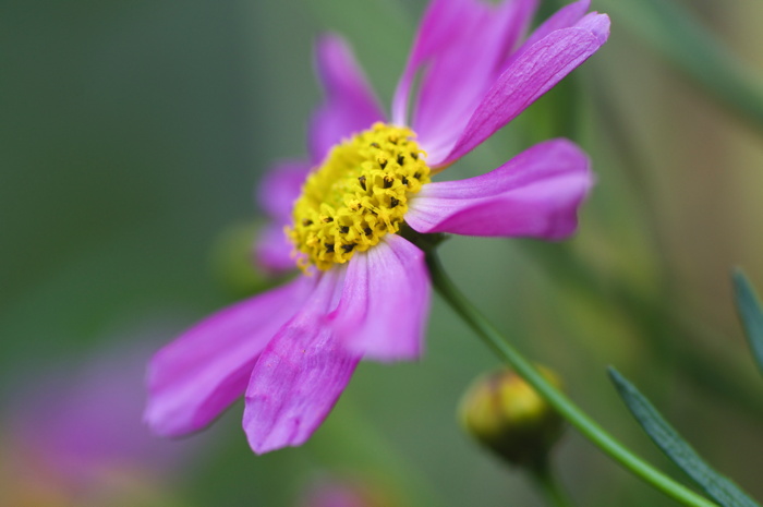 Pink Flower