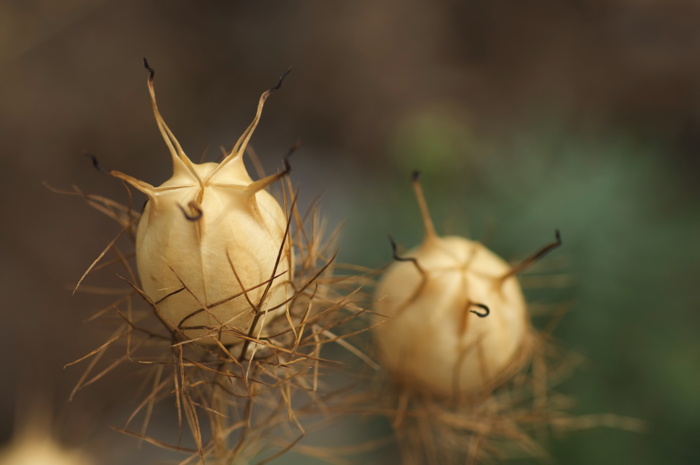 Spiky Plant