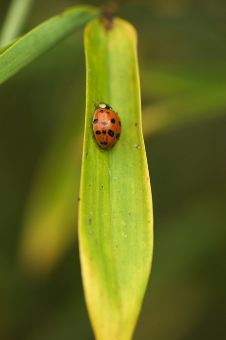 Ladybug