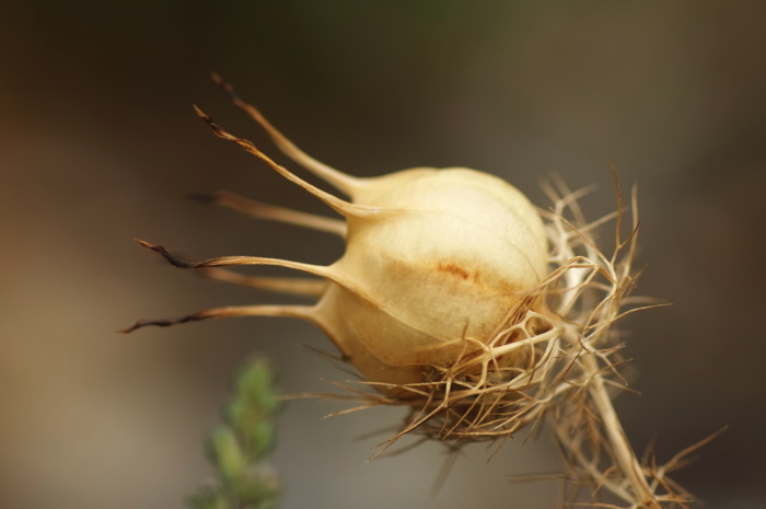 Spiky Plant