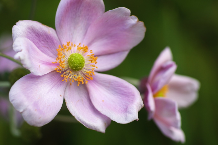 Pink Flower