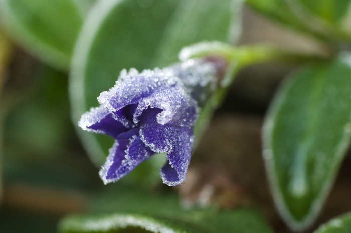 Frosty Flower