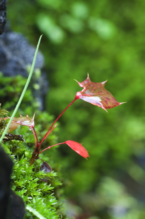 Maple Sapling