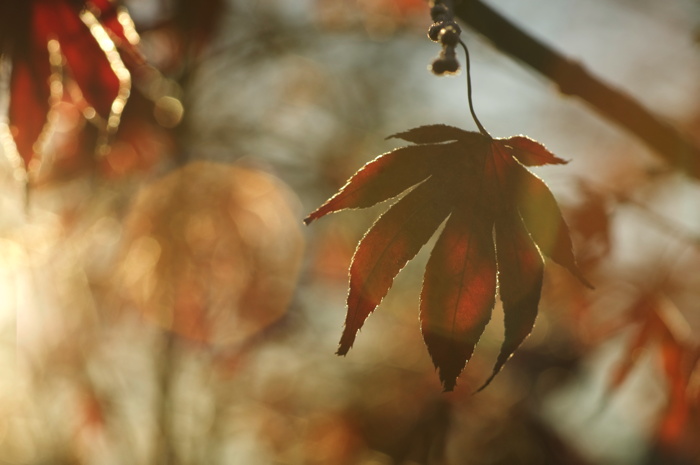 Frosty Maple Leaf