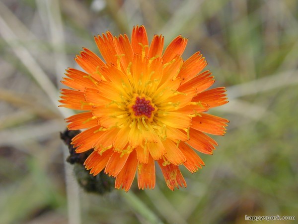Indian Paintbrush