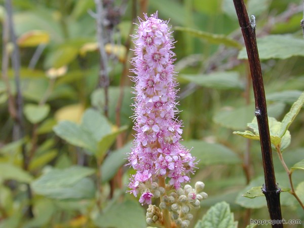 Steeplebush
