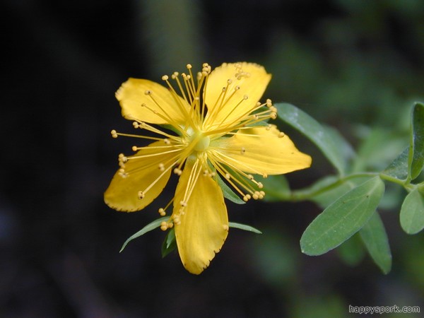 St. John&rsquo;s Wart