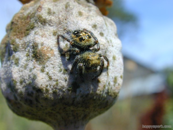 Spider on Poppy