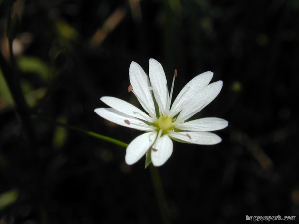 Stitchwart