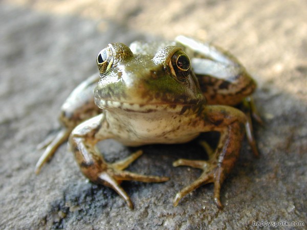 Frog