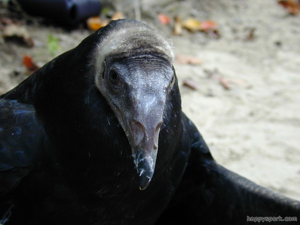Dying Vulture