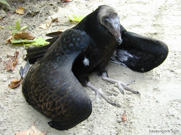Dying Vulture