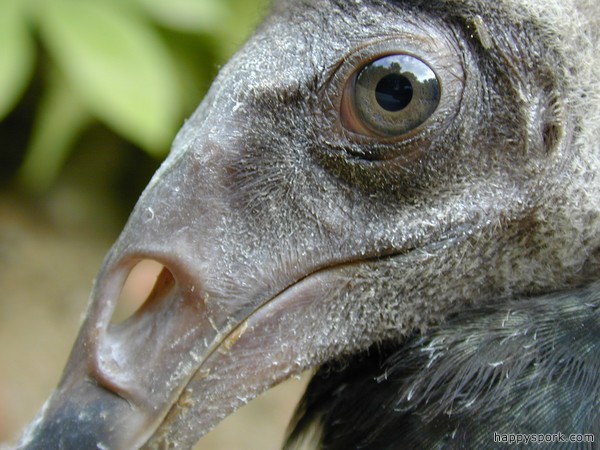 Dying Vulture