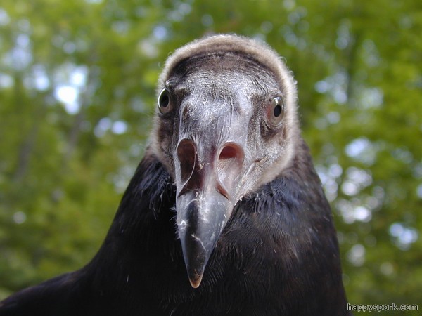 Dying Vulture