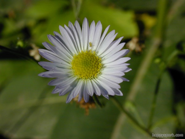 Aster