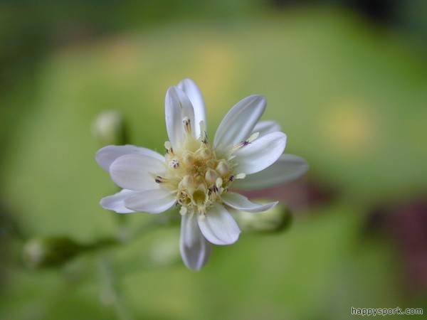 Aster