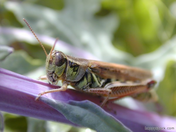 Grasshopper