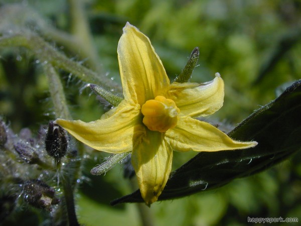 Tomato flower