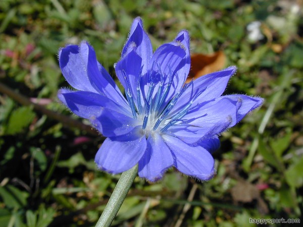 Chicory