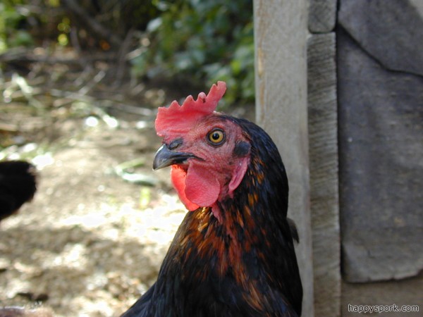 Chicken