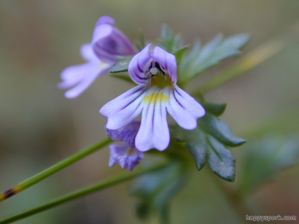 Eyebright
