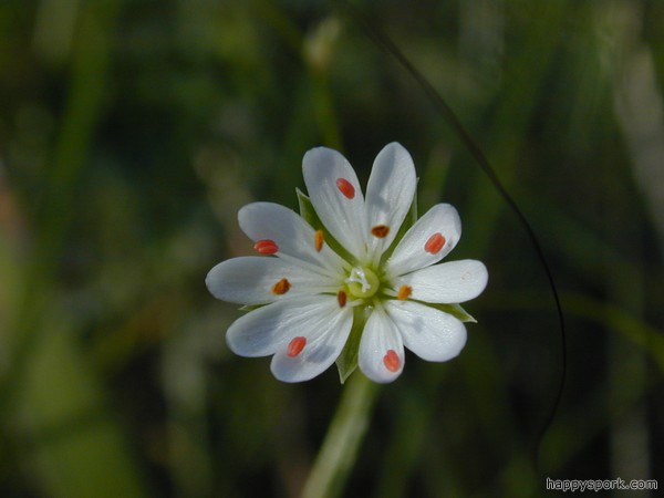 Stitchwart