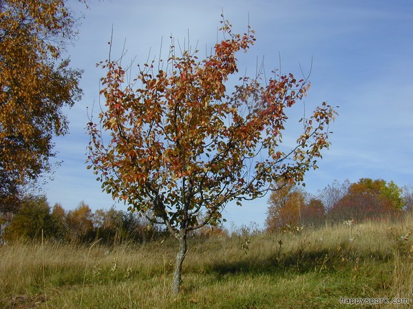 Ure Pear tree