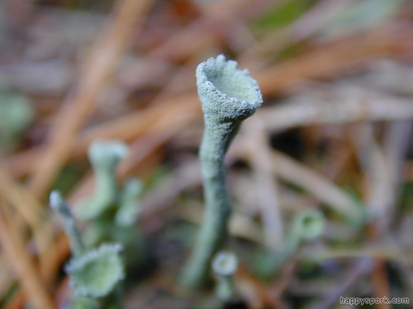 Lichen