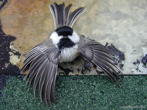 Chickadee