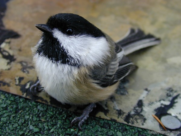 Chickadee