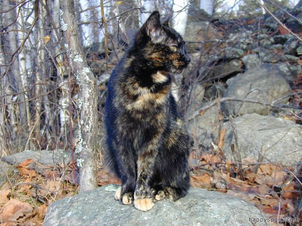 Smudge
