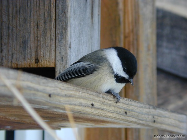 Chickadee
