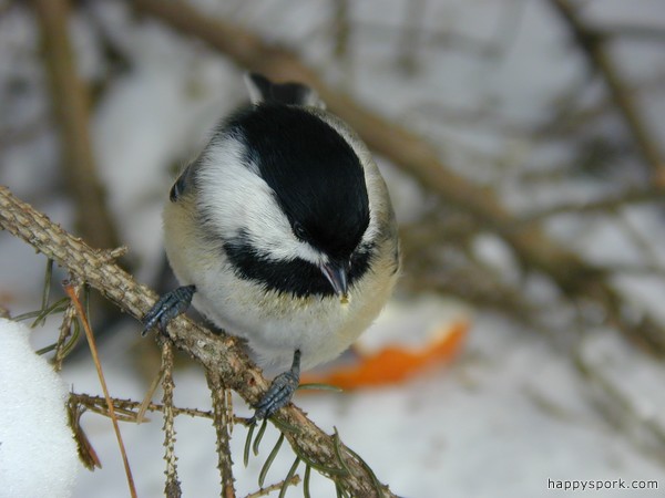 Chickadee