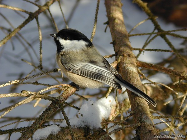 Chickadee